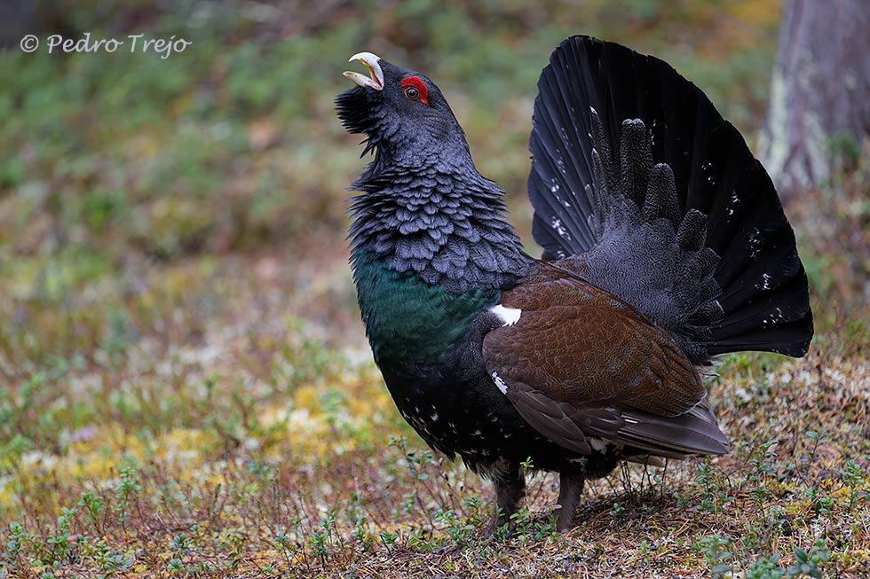 Urogallo (Tetrao urogallus)